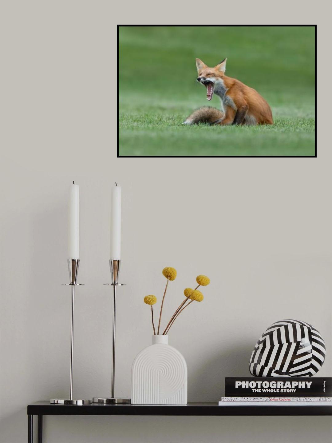 Red Fox Yawning Poster och Canvastavla