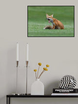 Red Fox Yawning Poster och Canvastavla