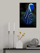 Emperor angelfish Poster och Canvastavla