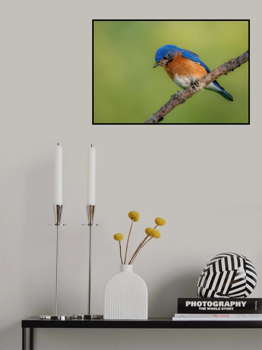 Eastern bluebird Poster och Canvastavla