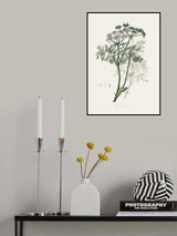 Caraway (carum Carui) Medical Botany Poster och Canvastavla