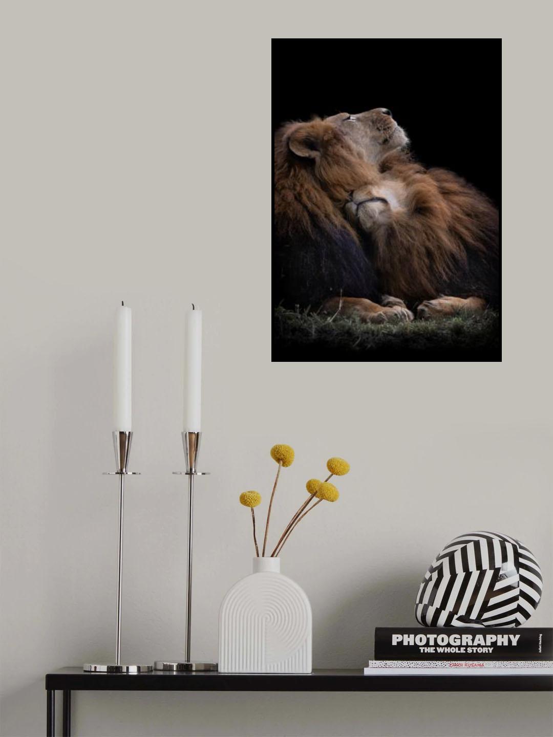 Two lions Poster och Canvastavla