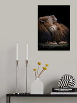 Two lions Poster och Canvastavla