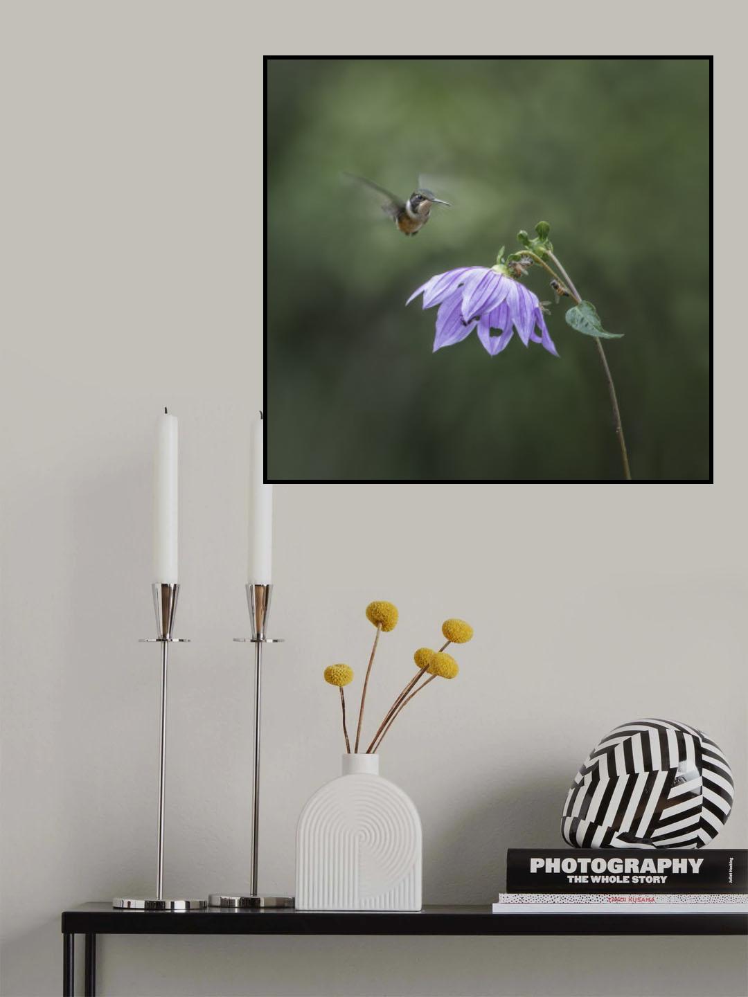 Hummingbird in flight Poster och Canvastavla