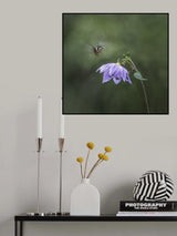 Hummingbird in flight Poster och Canvastavla