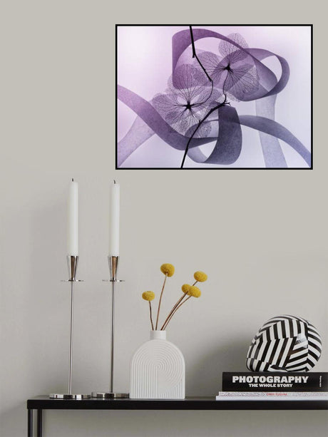 Hydrangea Poster och Canvastavla