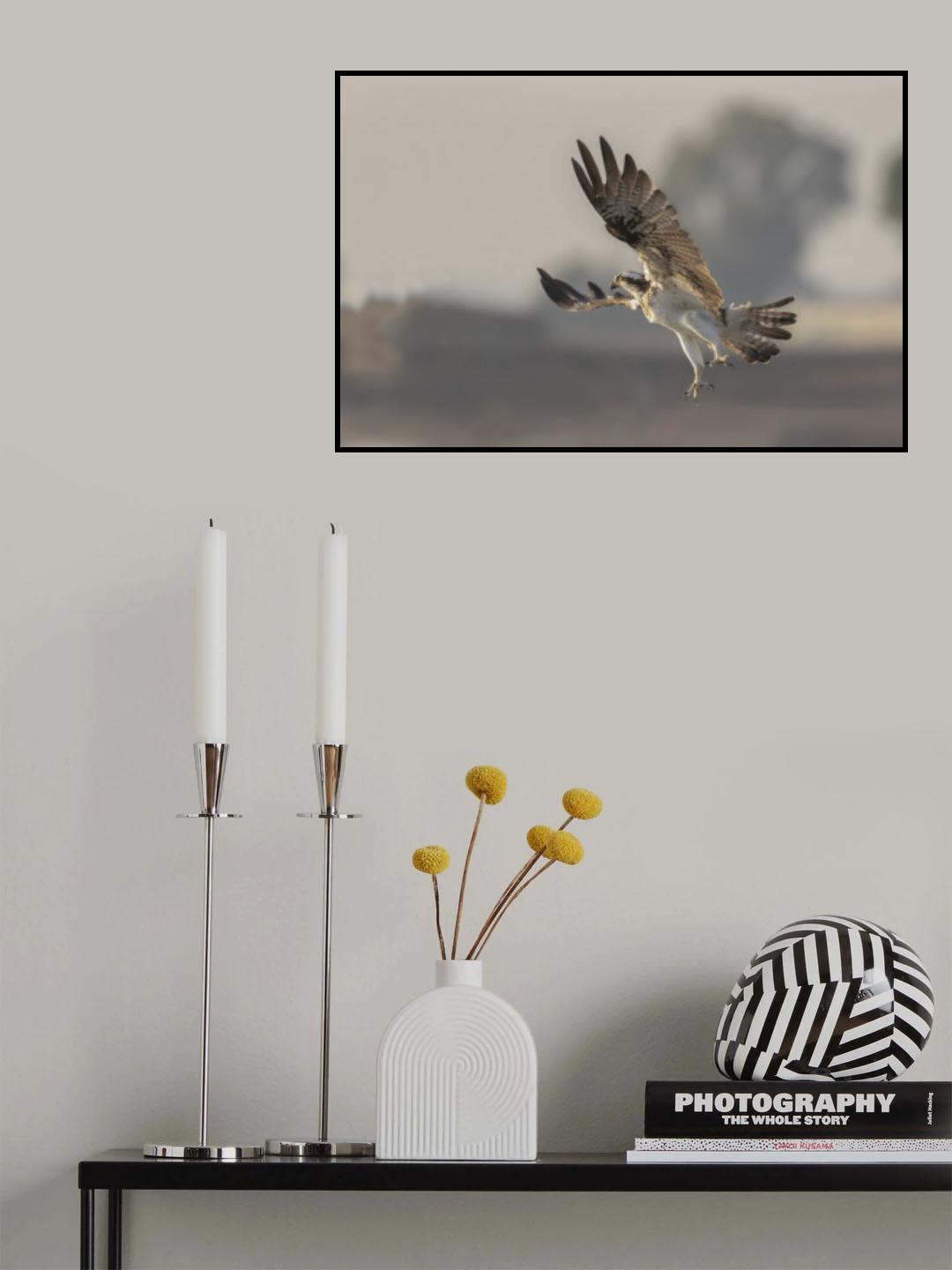 Osprey Poster och Canvastavla