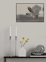 Osprey Poster och Canvastavla