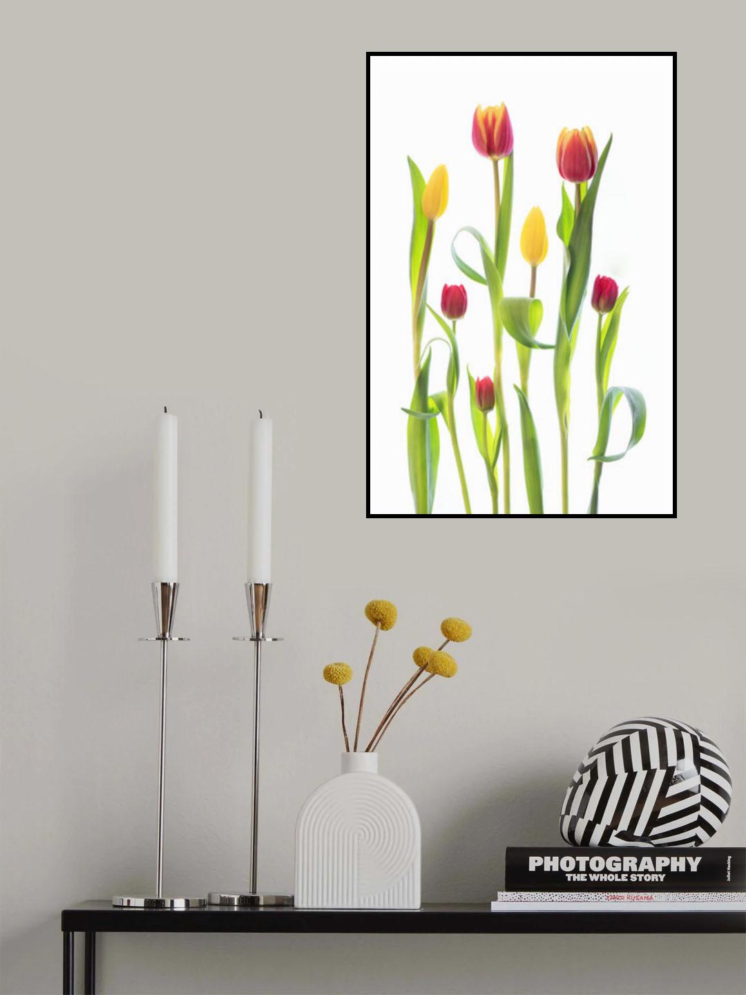 Tulips Poster och Canvastavla