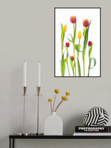 Tulips Poster och Canvastavla