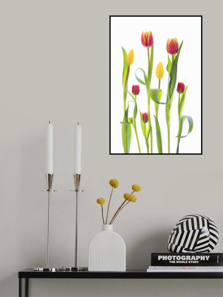 Tulips Poster och Canvastavla