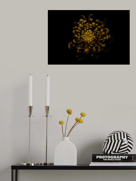 Chrysanthemum Poster och Canvastavla