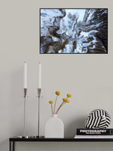 Wings of winter Poster och Canvastavla