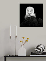 Eurasian Griffon #6 Poster och Canvastavla