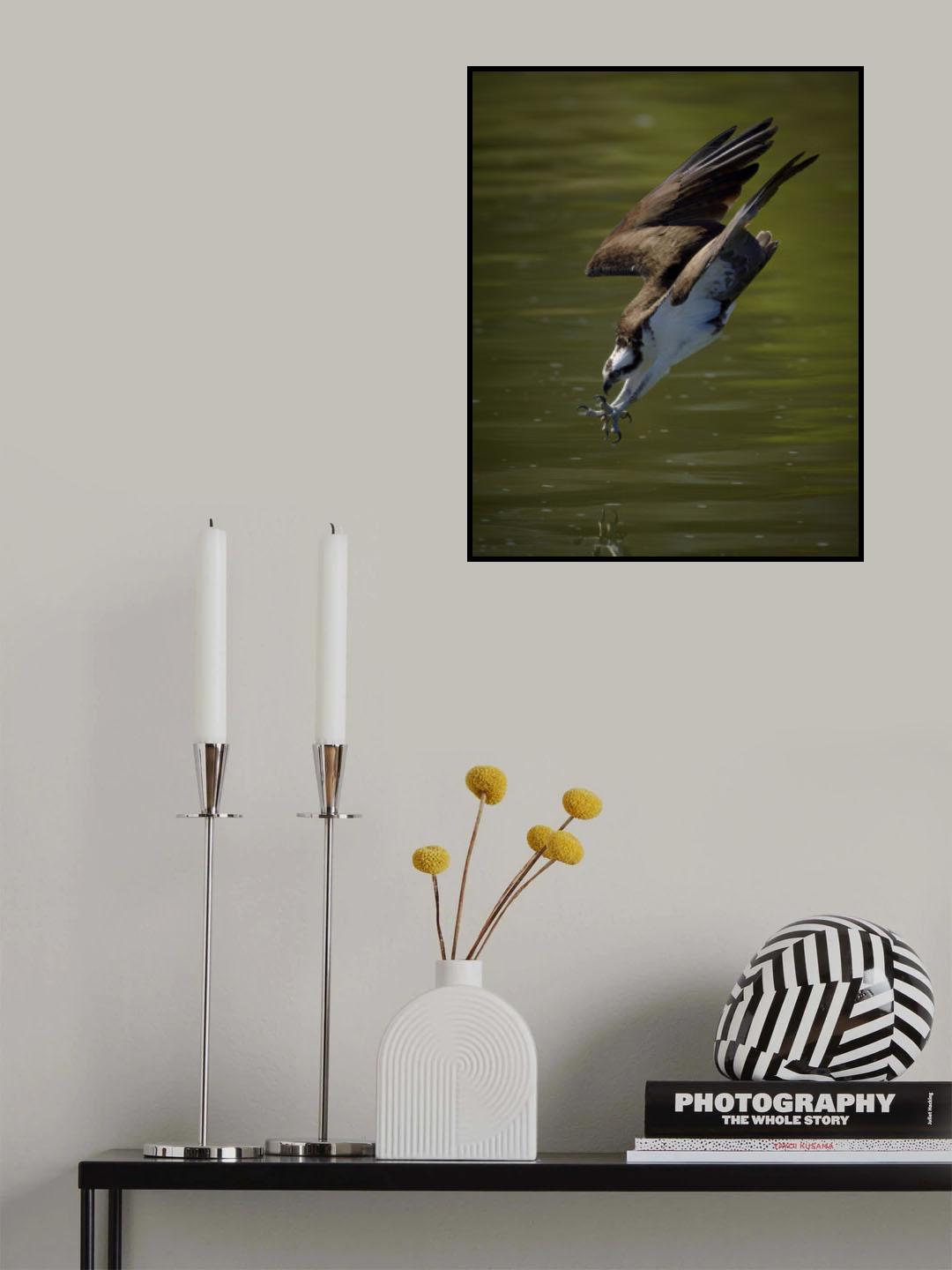 Osprey hunting Poster och Canvastavla
