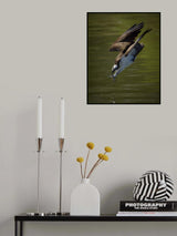 Osprey hunting Poster och Canvastavla