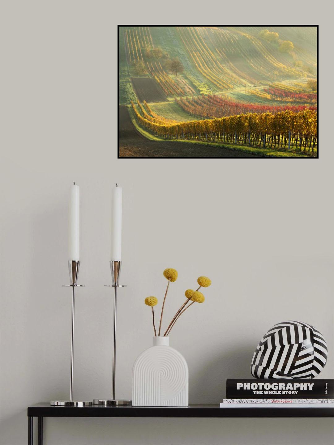 Autumn vineyards Poster och Canvastavla