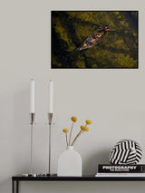 Crossing the algae lake Poster och Canvastavla