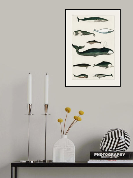 Vintage Whale Poster Poster och Canvastavla
