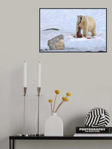 Breakfast with the seal. Poster och Canvastavla