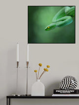 Trimeresurus macrops Poster och Canvastavla
