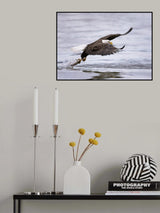 Bald Eagle Poster och Canvastavla