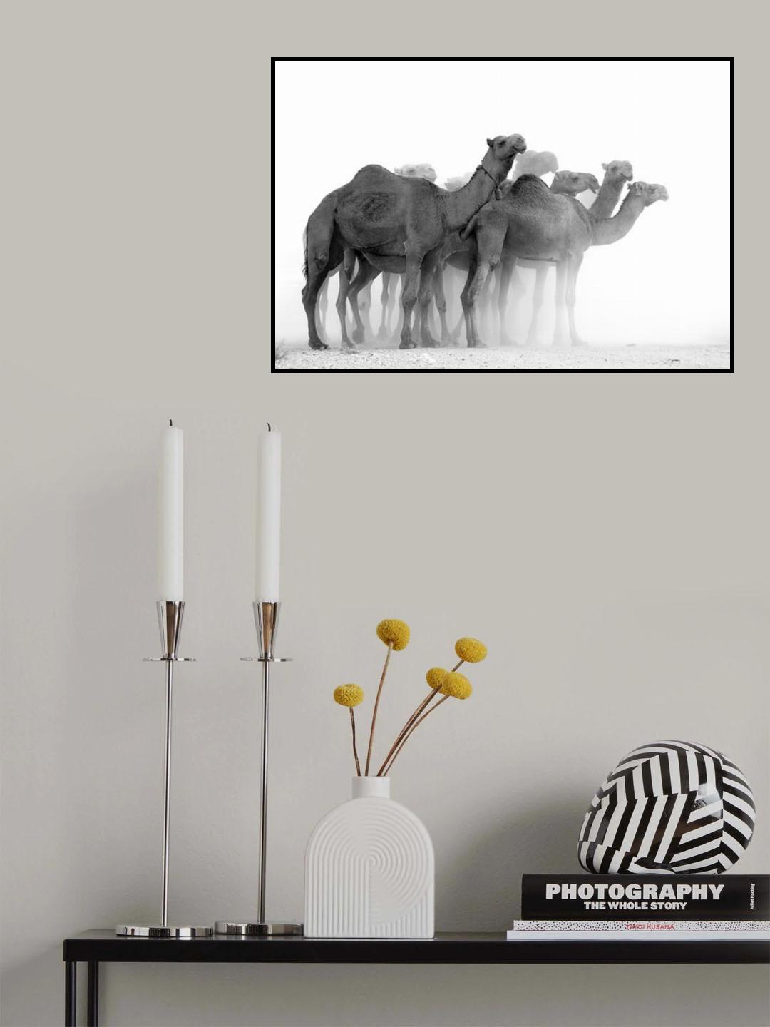 Camels Poster och Canvastavla