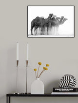 Camels Poster och Canvastavla