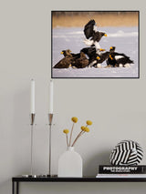 Steller Sea Eagle Poster och Canvastavla