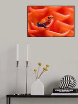 Strawberry poison-dart frog Poster och Canvastavla