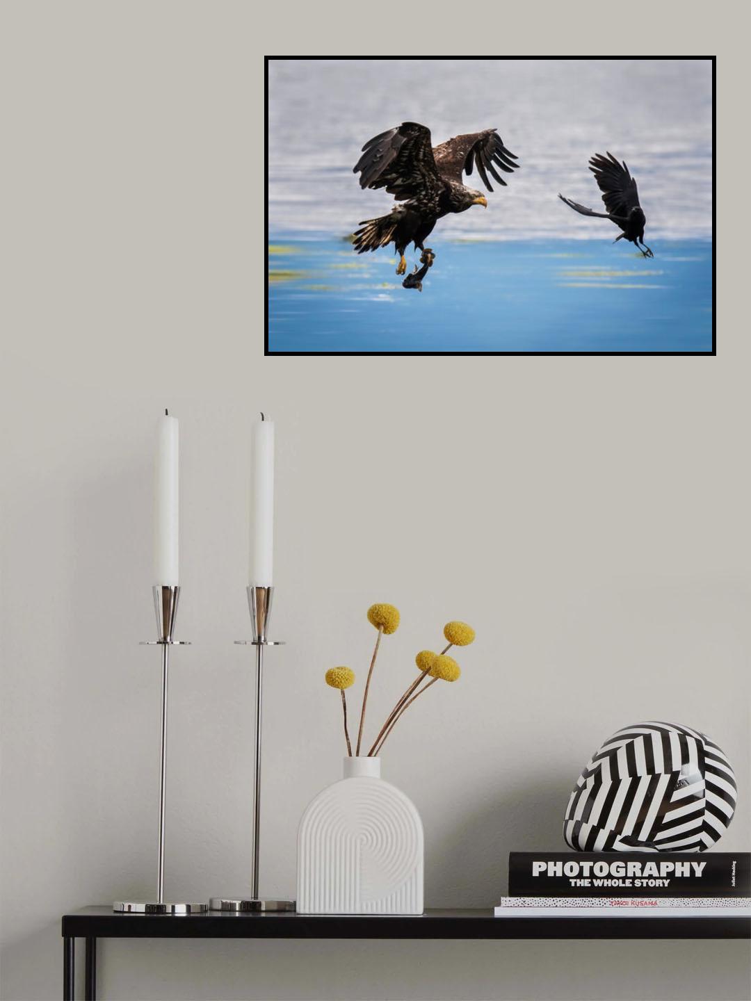 Crow Intercepting Bald Eagle Poster och Canvastavla