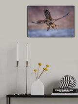Eagles Poster och Canvastavla