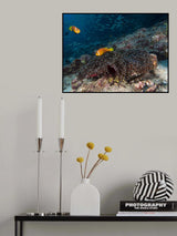 Skunk Anemonefish Poster och Canvastavla
