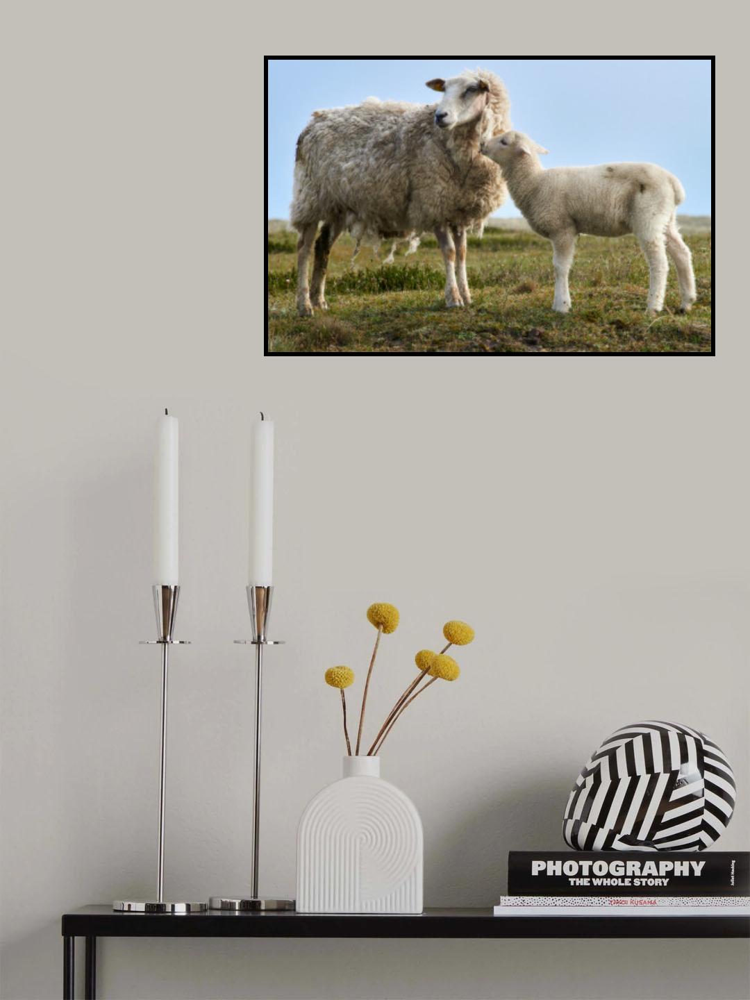 Hello Mum - Lamb with Ewe Poster och Canvastavla