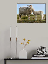 Hello Mum - Lamb with Ewe Poster och Canvastavla