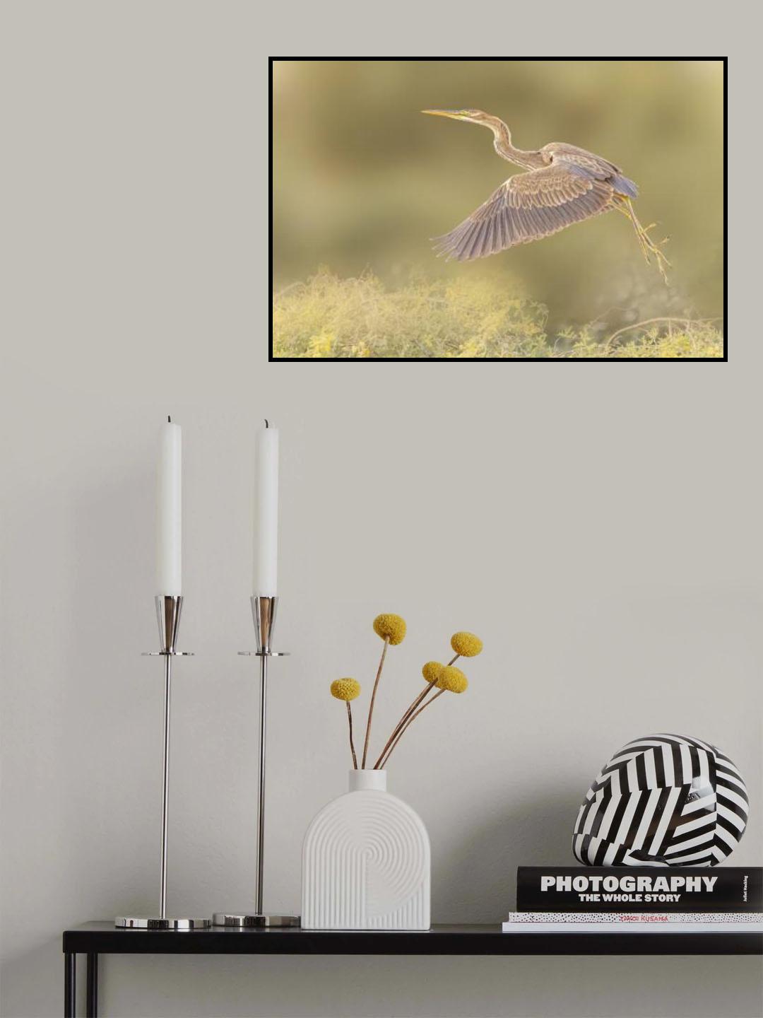 Purple heron Poster och Canvastavla