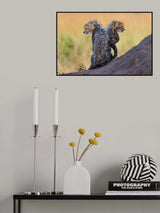 Furry and Wild Poster och Canvastavla