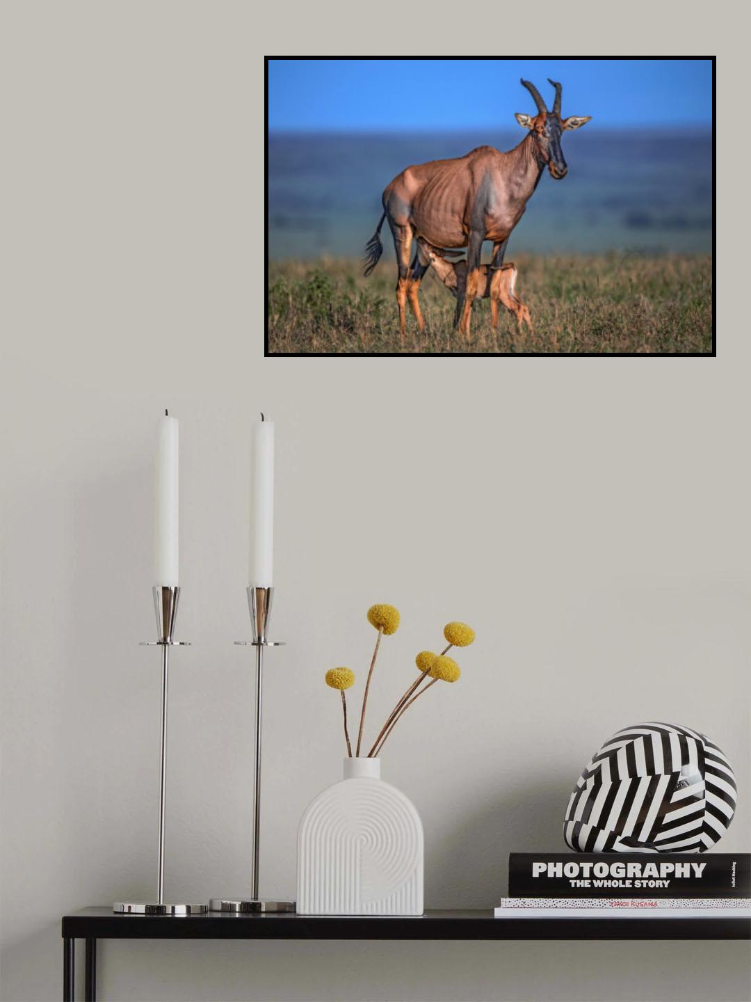 Topi with calf Poster och Canvastavla