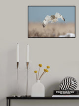 Short-eared Owl Poster och Canvastavla