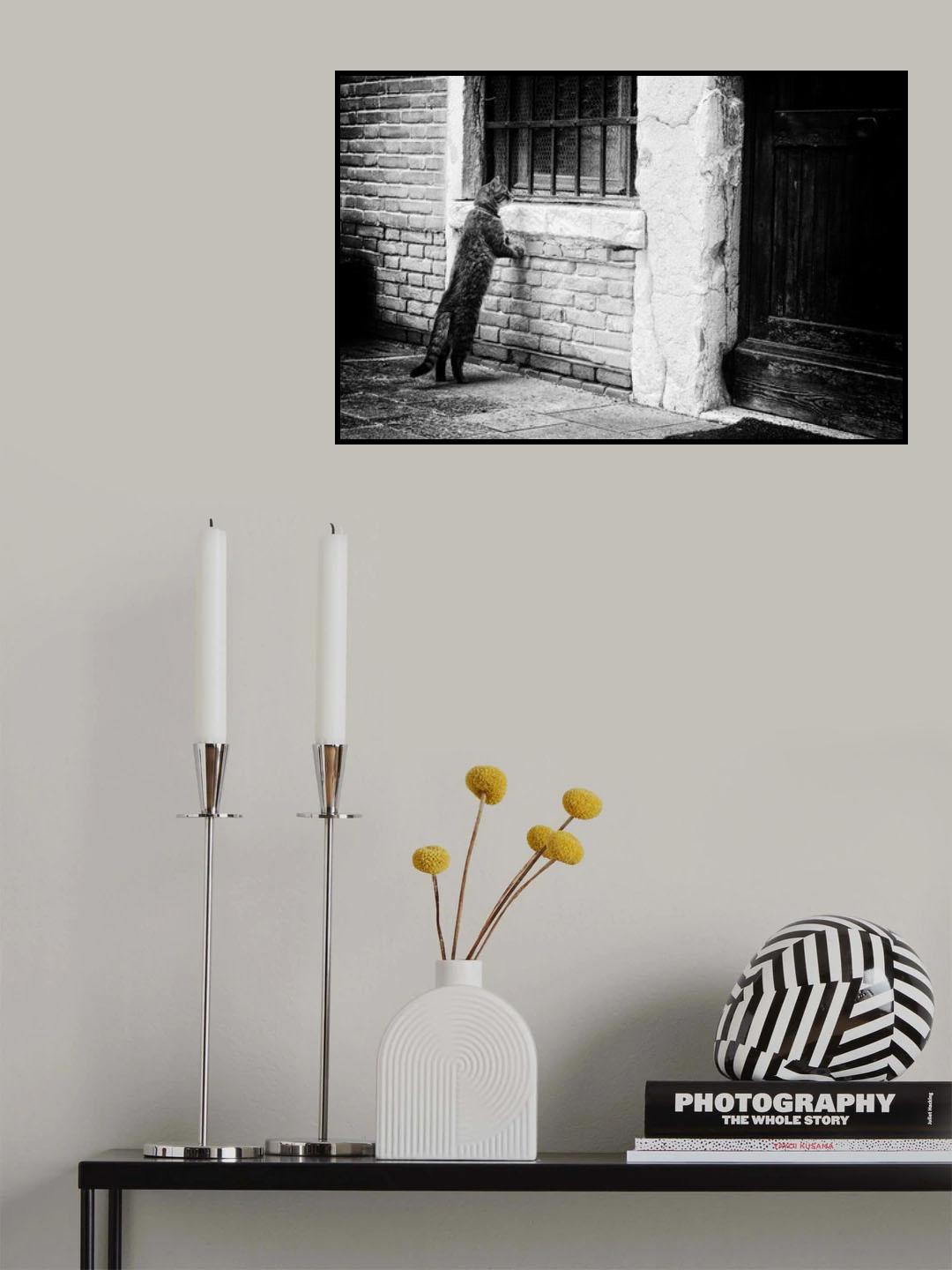 The cat Poster och Canvastavla