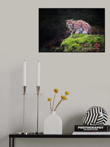 Lynx Poster och Canvastavla