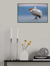 Dalmatian pelican in the mist Poster och Canvastavla