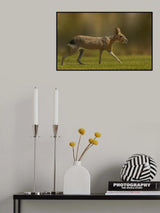 Patagonian mara Poster och Canvastavla