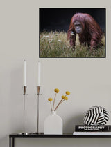 Orang-utan with Butterfly. Poster och Canvastavla