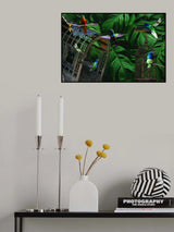 Tropical Hummingbirds Poster och Canvastavla