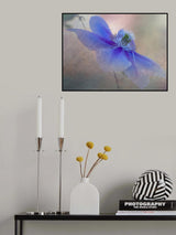 Clematis flower Poster och Canvastavla