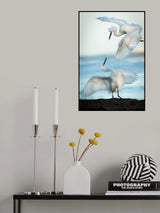 Snowy Egret Tango Poster och Canvastavla