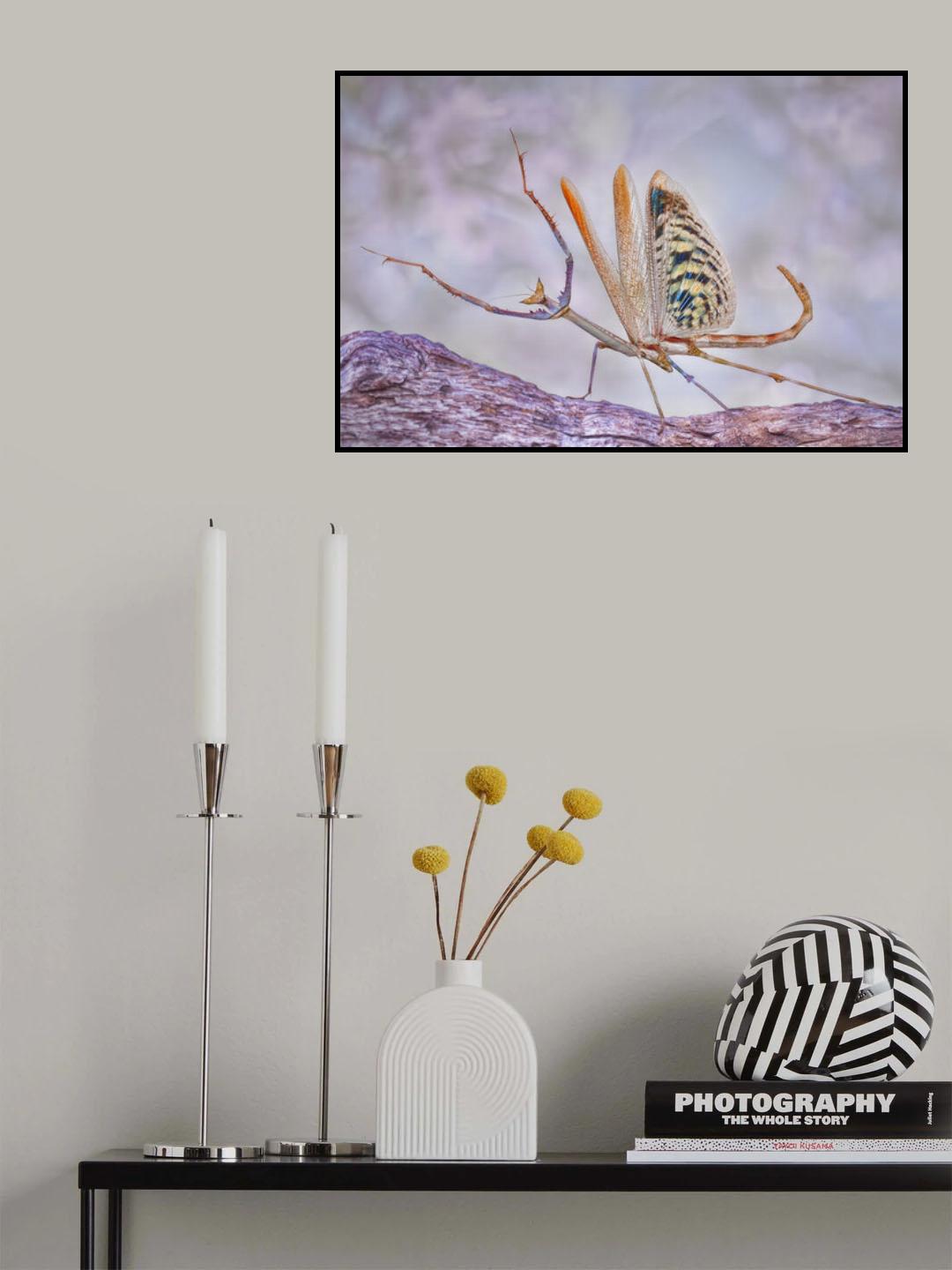 Cat mantis Poster och Canvastavla