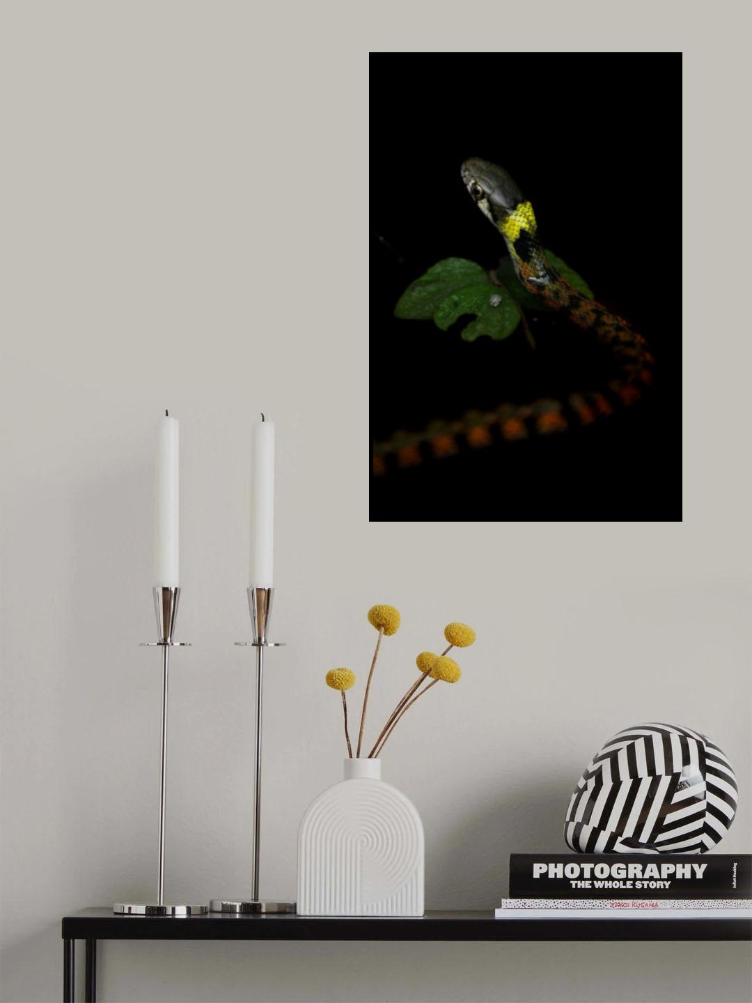 Beautiful snakes are poisonous. Poster och Canvastavla