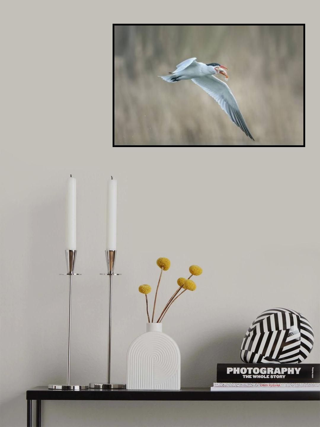 Tern Poster och Canvastavla